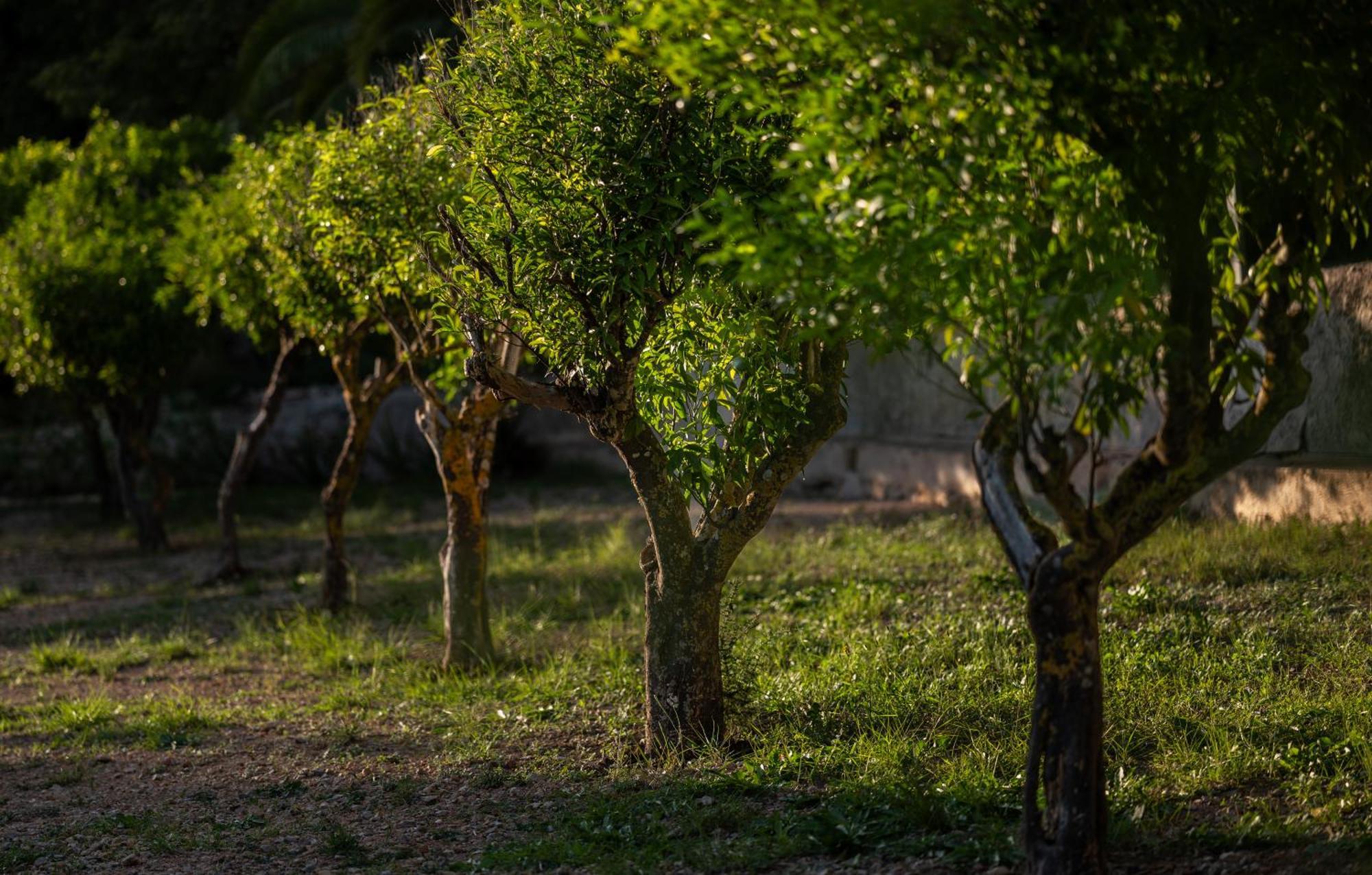 Agroturismo Son Boronat Calvia  Bagian luar foto